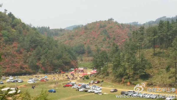 興義七舍十里杜鵑