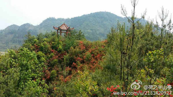 興義七舍十里杜鵑