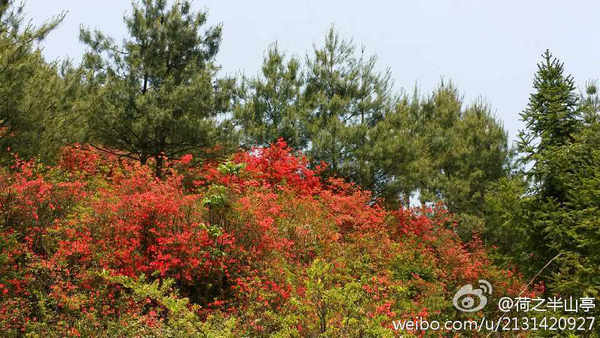 興義七舍十里杜鵑