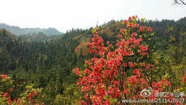 興義七舍十里杜鵑