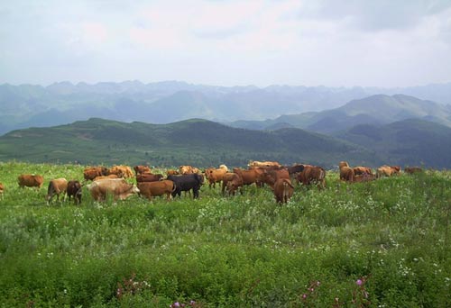 務(wù)川縣栗園草場(chǎng)